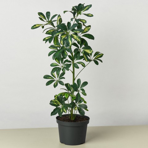 Şeflera( Alacalı ) – Şemsiye Ağacı 60-80 cm