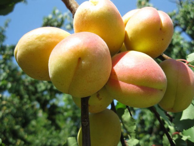 Şekerpare Kayısı Fidanı 3 Yaş Tüplü ve Aşılı