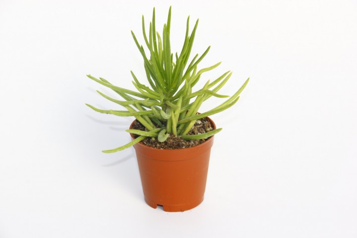Senecio Barbertonicus Himalaya Sukulent - 10 Adet