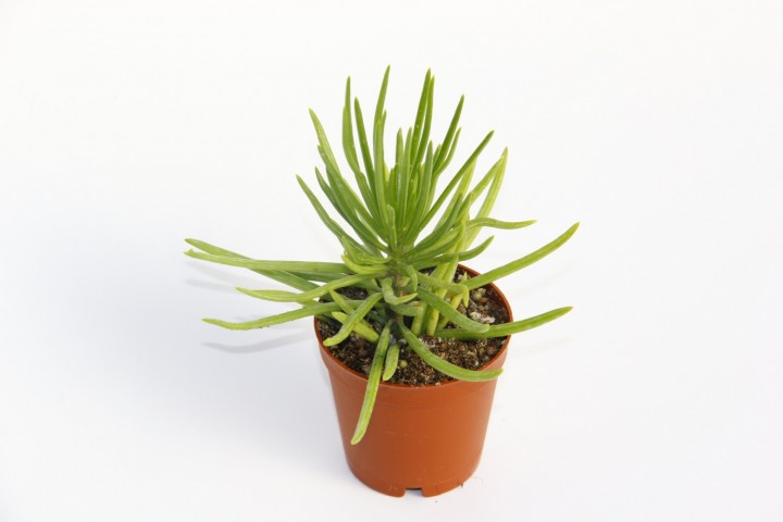 Senecio Barbertonicus Himalaya Sukulent - 20 Adet