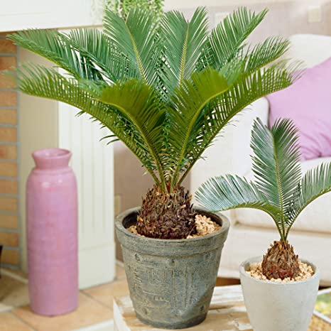 Sikas – Japon Sago Palmiyesi 30-40cm