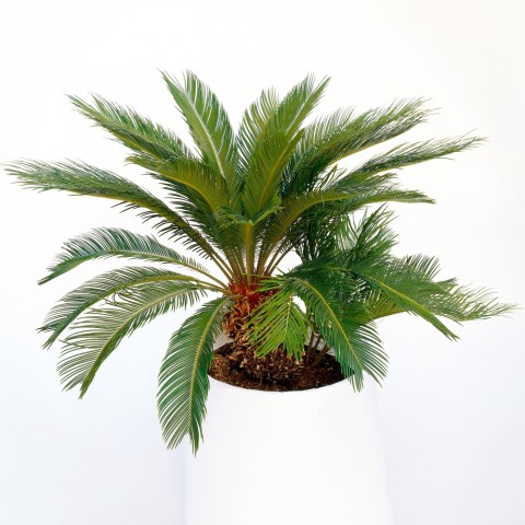 Sikas – Japon Sago Palmiyesi 30-40cm
