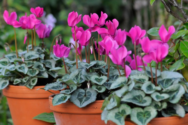 Sıklamen(Cyclamen) 5’li Karışık Renklerde