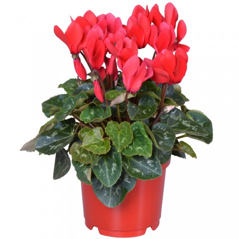 Sıklamen(Cyclamen) 5’li Karışık Renklerde