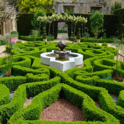 Şimşir Çit Bitkisi Buxus Sempervirens Rotundifolia 5 Adet