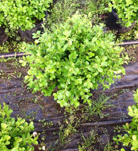 Şimşir Çit Bitkisi Buxus Sempervirens Rotundifolia 5 Adet