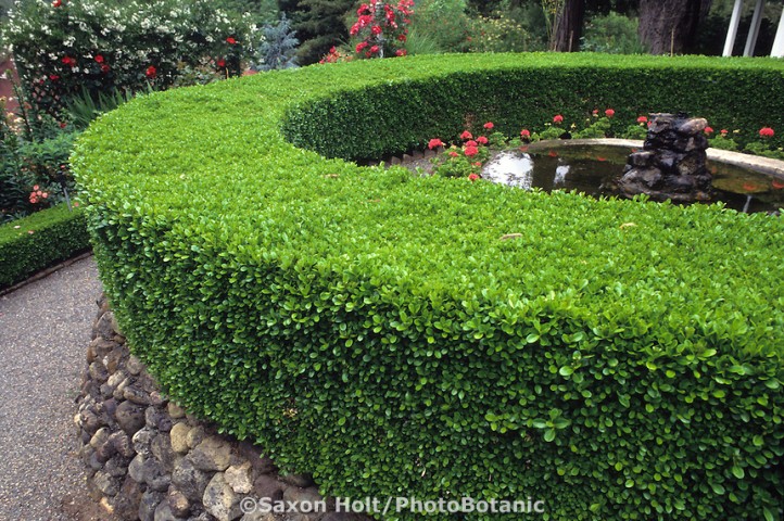 Şimşir Fidanı Buxus Sempervirens Rotundifolia 20 Adet