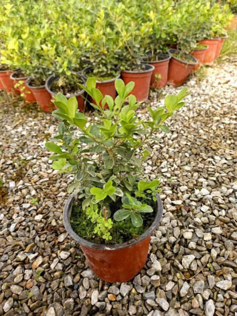 Şimşir Fidanı Buxus Sempervirens Rotundifolia 20 Adet