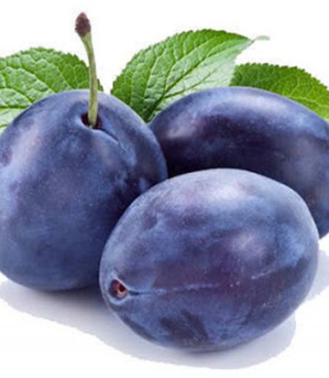 Stanley Birton Erik Fidanı - Tüplü ve Aşılı 3 Adet