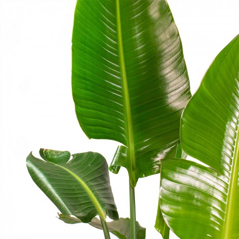 Starliçe (Cennet Kuşu Çiçeği) Strelitzia Nicolai 100 cm 3 Adet