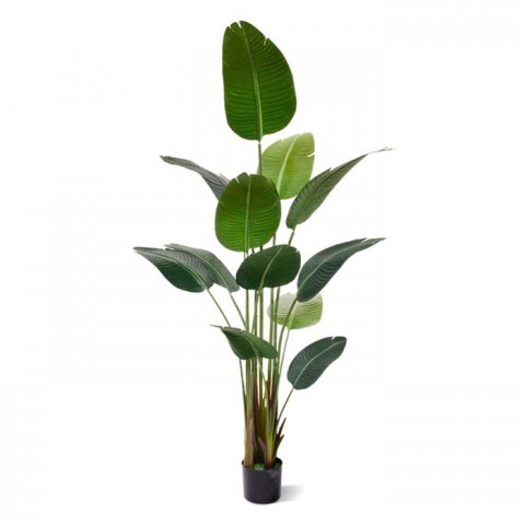 Starliçe (Cennet Kuşu Çiçeği) Strelitzia Nicolai - 60 cm 2 Adet