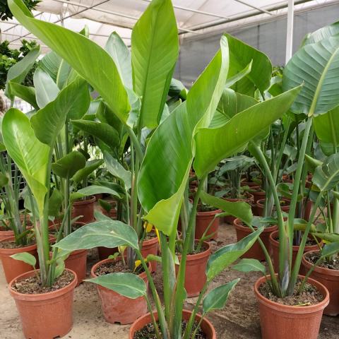 Starliçe (Cennet Kuşu Çiçeği) Strelitzia Nicolai - 60 cm 2 Adet