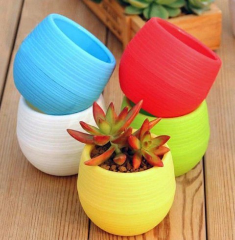 Sukulent Başlangıç Seti 10 Çeşit