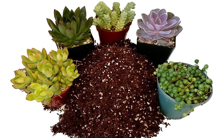 Sukulent Kaktüs Seti 3 Ürünlü Bakım Dikim Seti Sukulent Kaktüs Seti 3 Ürünlü Bakım Dikim Seti