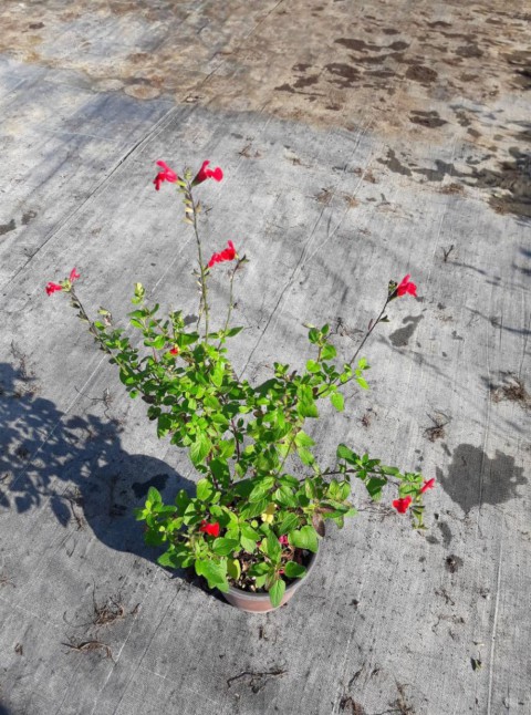 Süs Adaçayı - Salvia Microphylla 'Hot Lips' 20'li Set