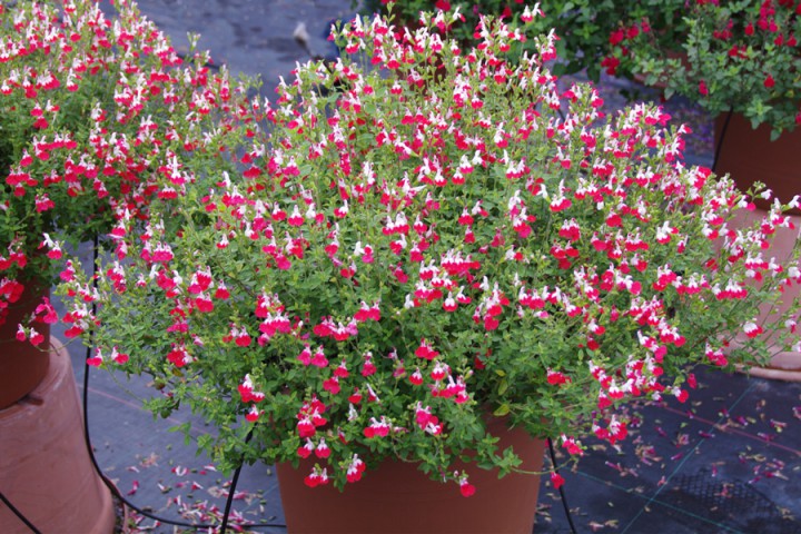 Süs Adaçayı - Salvia Microphylla 'Hot Lips' 5'li Set