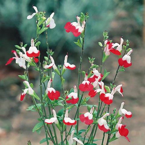 Süs Adaçayı - Salvia Microphylla 'Hot Lips' 5'li Set