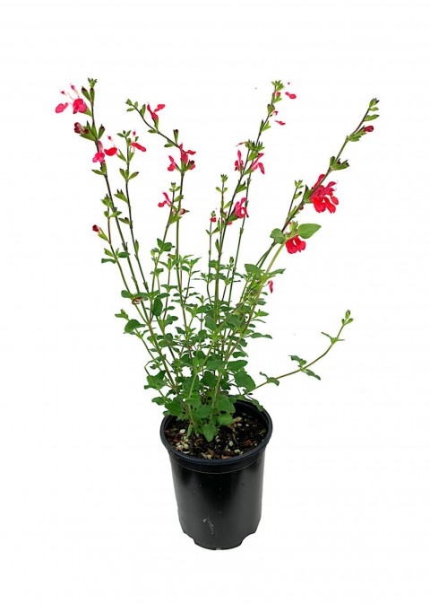 Süs Adaçayı - Salvia Microphylla 'Hot Lips' 5'li Set