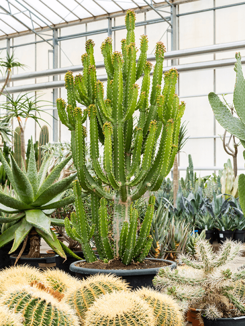Süt Ağacı – Euphorbia trigona Süt Ağacı – Euphorbia trigona