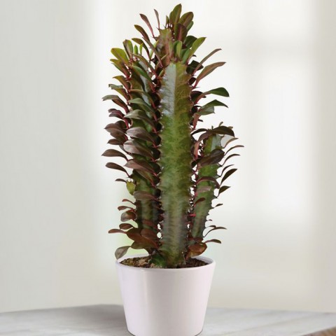 Süt Ağacı – Euphorbia trigona Süt Ağacı – Euphorbia trigona