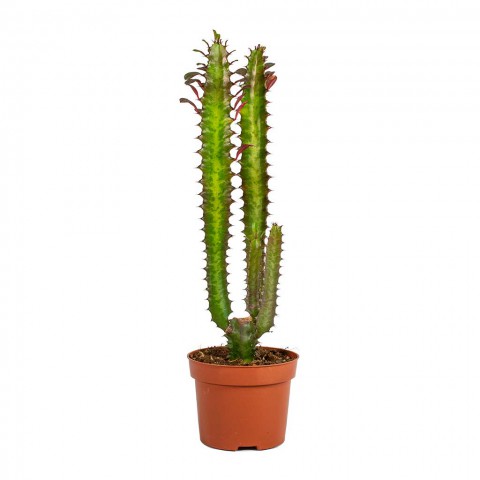 Süt Ağacı – Euphorbia trigona Süt Ağacı – Euphorbia trigona