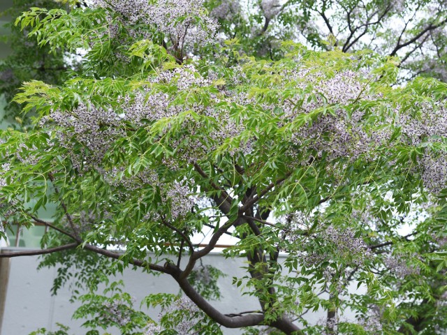 Tespih Ağacı (Melia Azedarach)