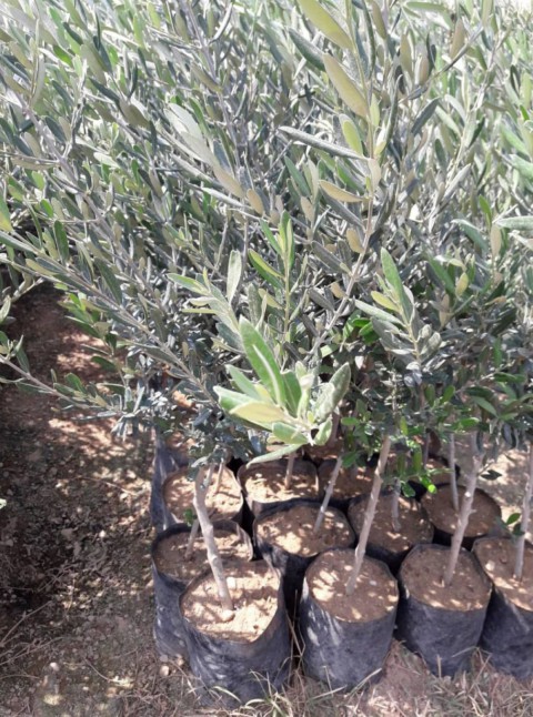 Gemlik - Trilye Zeytin Fidanı Tüplü ve Aşılı 3 Yaş 3 Adet