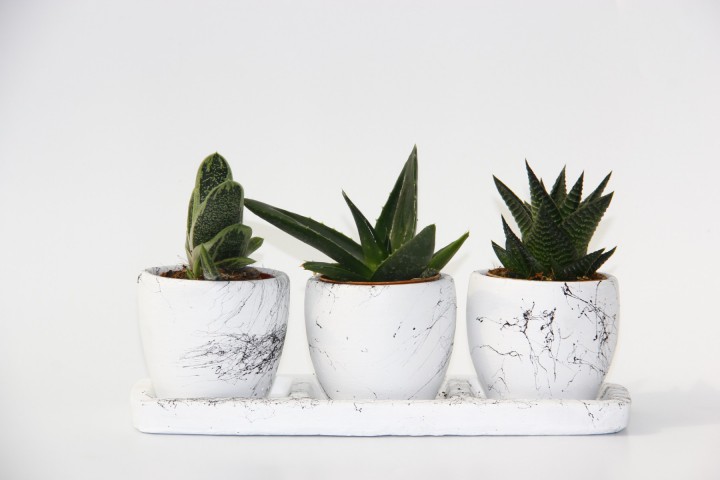 TRİO BEYAZ SUKULENT SETİ - Haworthia, Crassula Huernia Angolensis