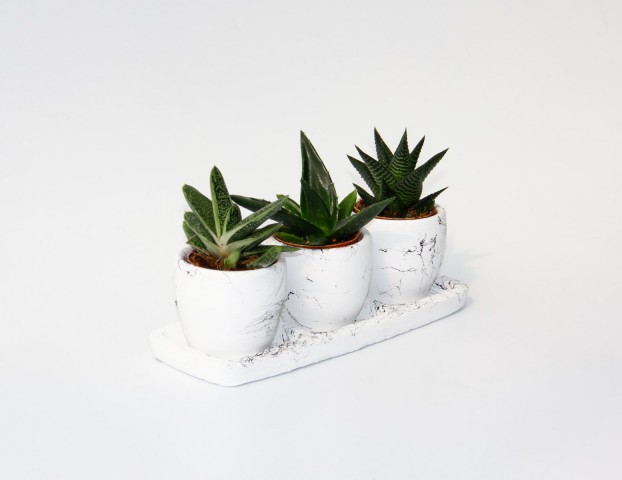 TRİO BEYAZ SUKULENT SETİ - Haworthia, Crassula Perforata