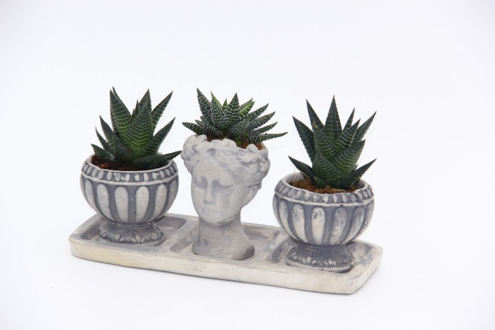 TRİO HELEN GRİ SUKULENT SETİ - Haworthia Limifolia, Pumila