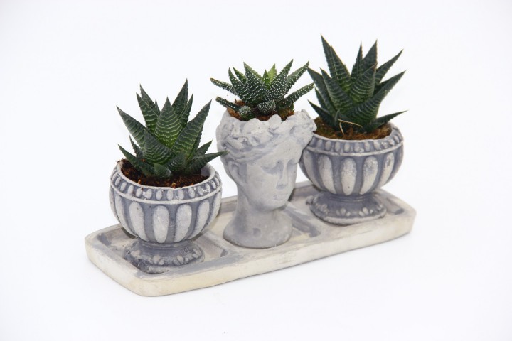 TRİO HELEN GRİ SUKULENT SETİ - Haworthia Limifolia, Pumila