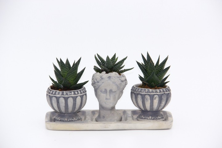 TRİO HELEN GRİ SUKULENT SETİ - Haworthia Limifolia, Pumila