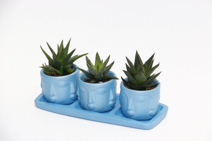 TRİO MAVİ ADLER SUKULENT SETİ - 3 Çeşit Haworthia