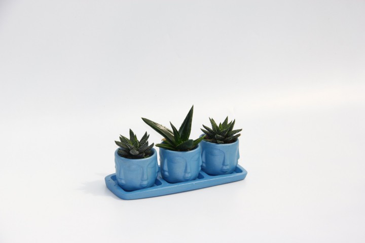 TRİO MAVİ ADLER SUKULENT SETİ - Haworthia, Aloe Ferox