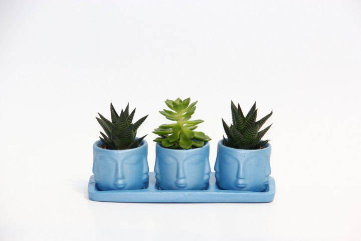 TRİO MAVİ ADLER SUKULENT SETİ - Haworthia Limifolia, Echeveria