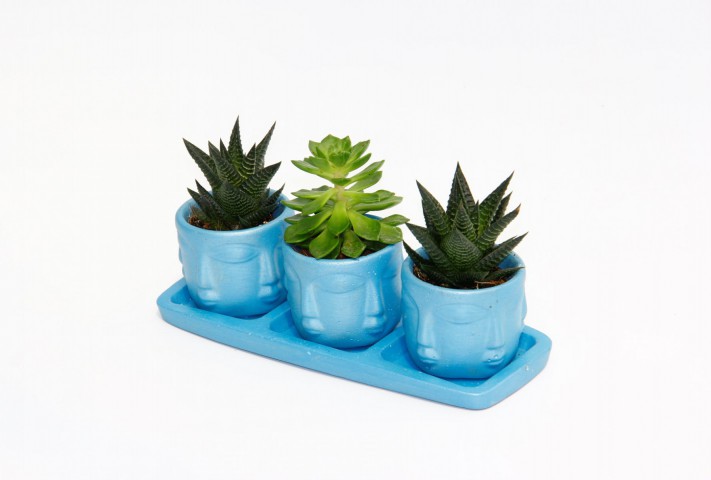 TRİO MAVİ ADLER SUKULENT SETİ - Haworthia Limifolia, Echeveria