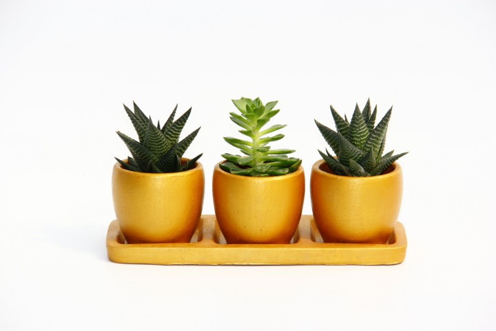 TRİO ORANGE HEDİYELİK SUKULENT SETİ - Haworthia, Echeveria