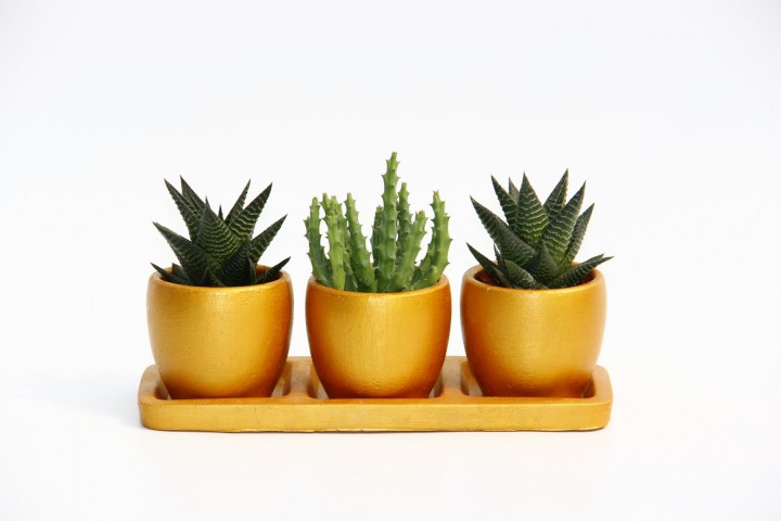 TRİO ORANGE HEDİYELİK SUKULENT SETİ - Haworthia, Huernia