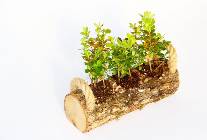 Trio Set Ahşap Dekoratif Sukulent 3 Adet