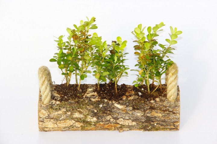 Trio Set Ahşap Dekoratif Sukulent