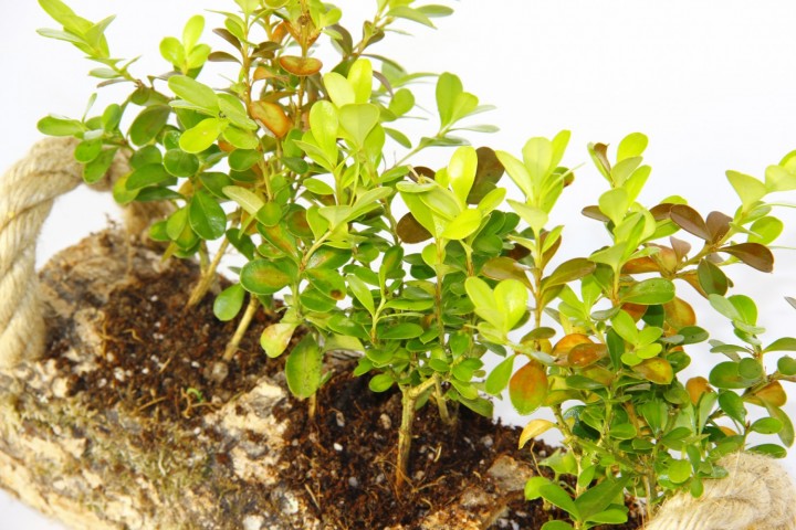 Trio Set Ahşap Dekoratif Sukulent