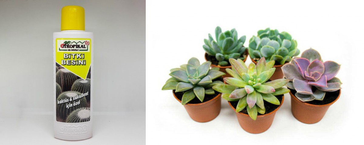 Tropikal Bitki Besini Kaktüs ve Sukulent 225 ML