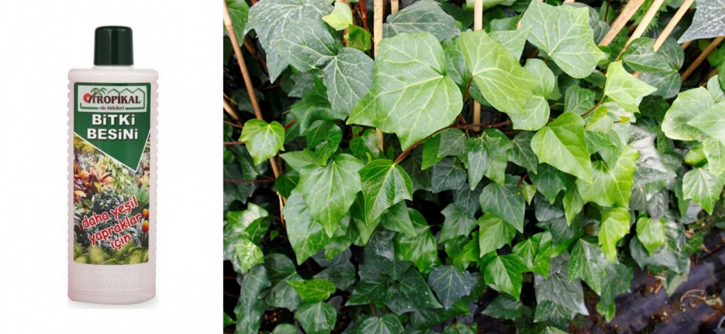 Tropikal Bitki Besini Yeşil Yapraklar için 1000 ML