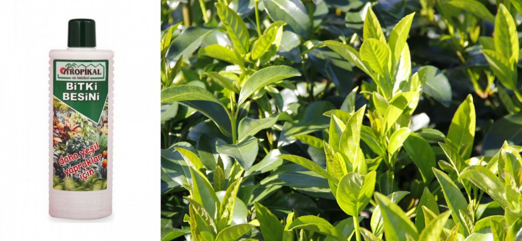 Tropikal Bitki Besini Yeşil Yapraklar için 1000 ML