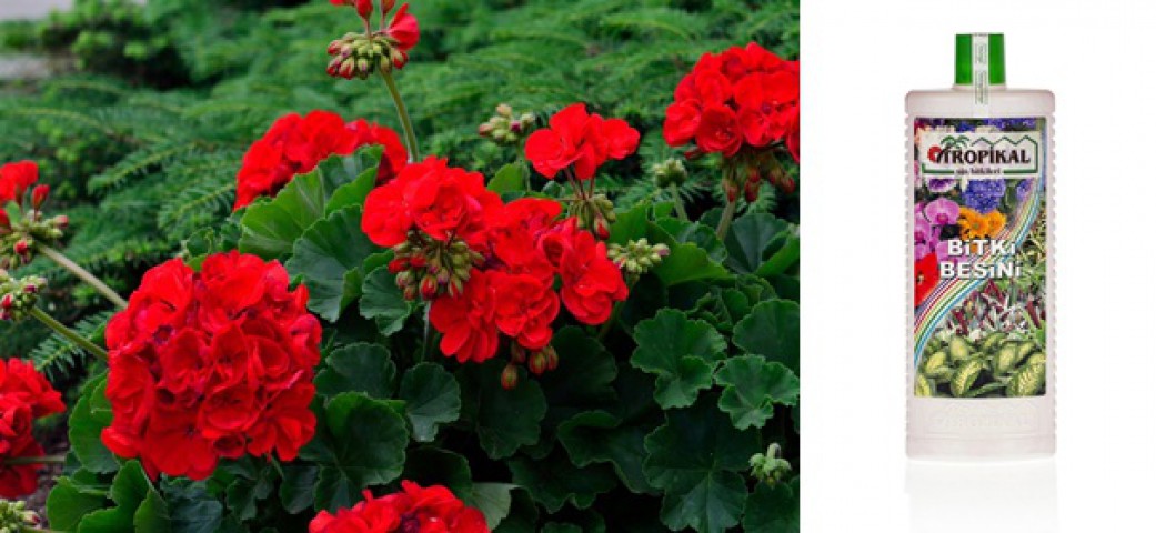 Tropikal Bitki Besini- 1000 ML