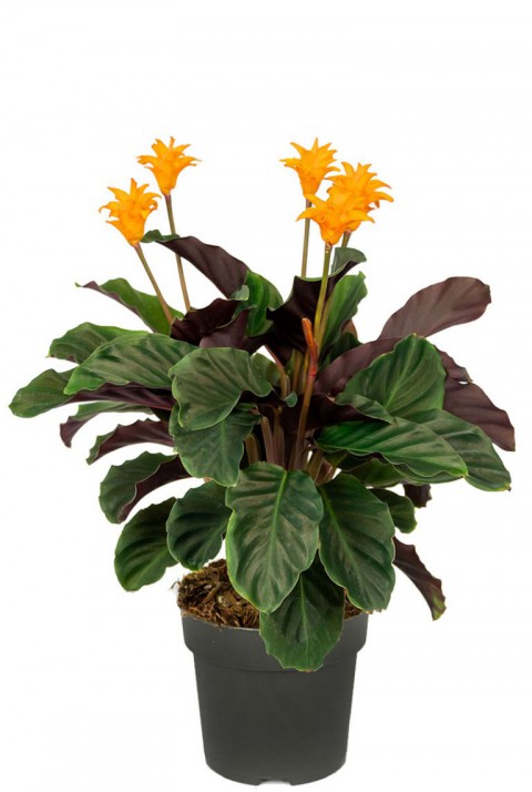 Turuncu Çiçekli Dua Çiçeği – Calathea Crocata