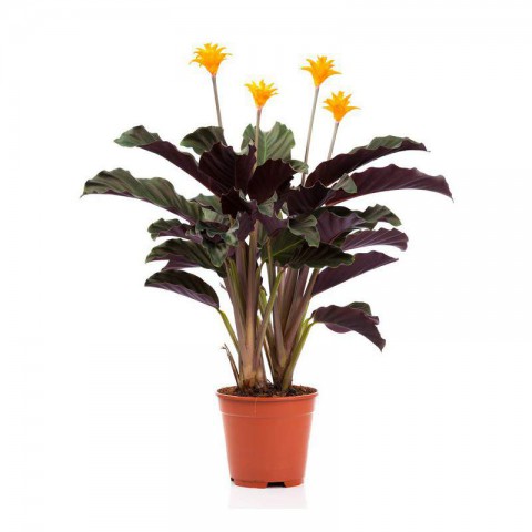 Turuncu Çiçekli Dua Çiçeği – Calathea Crocata