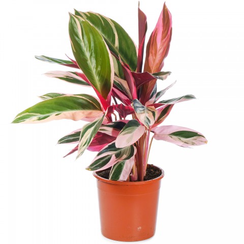 Üç Renkli Kaletya (Calathea Triostar)