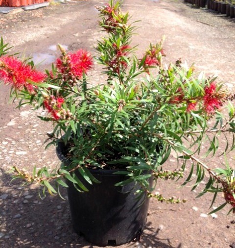 Üretim Saksısı Siyah 10 Adet - 13 CM 1 Lt