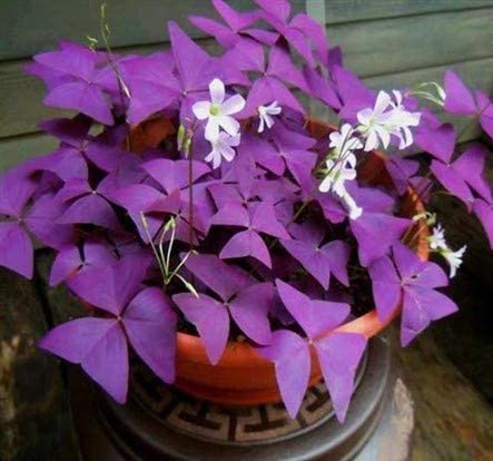 Uyku Çiçeği  (Oxalis Triangularis) - Süs Yoncası